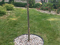 New lawn sod installation project in Oak Creek, Wisconsin